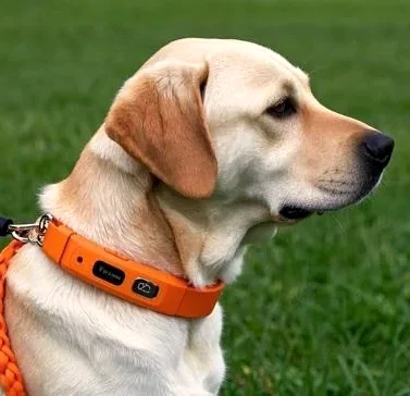 4G pet tracker with BCG heart & respiration